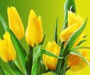 Tulipány žluté pro radost
