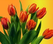 Tulipány oranžové pro radost