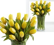 Holandské tulipány yellow