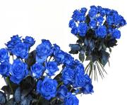 Modrá růže